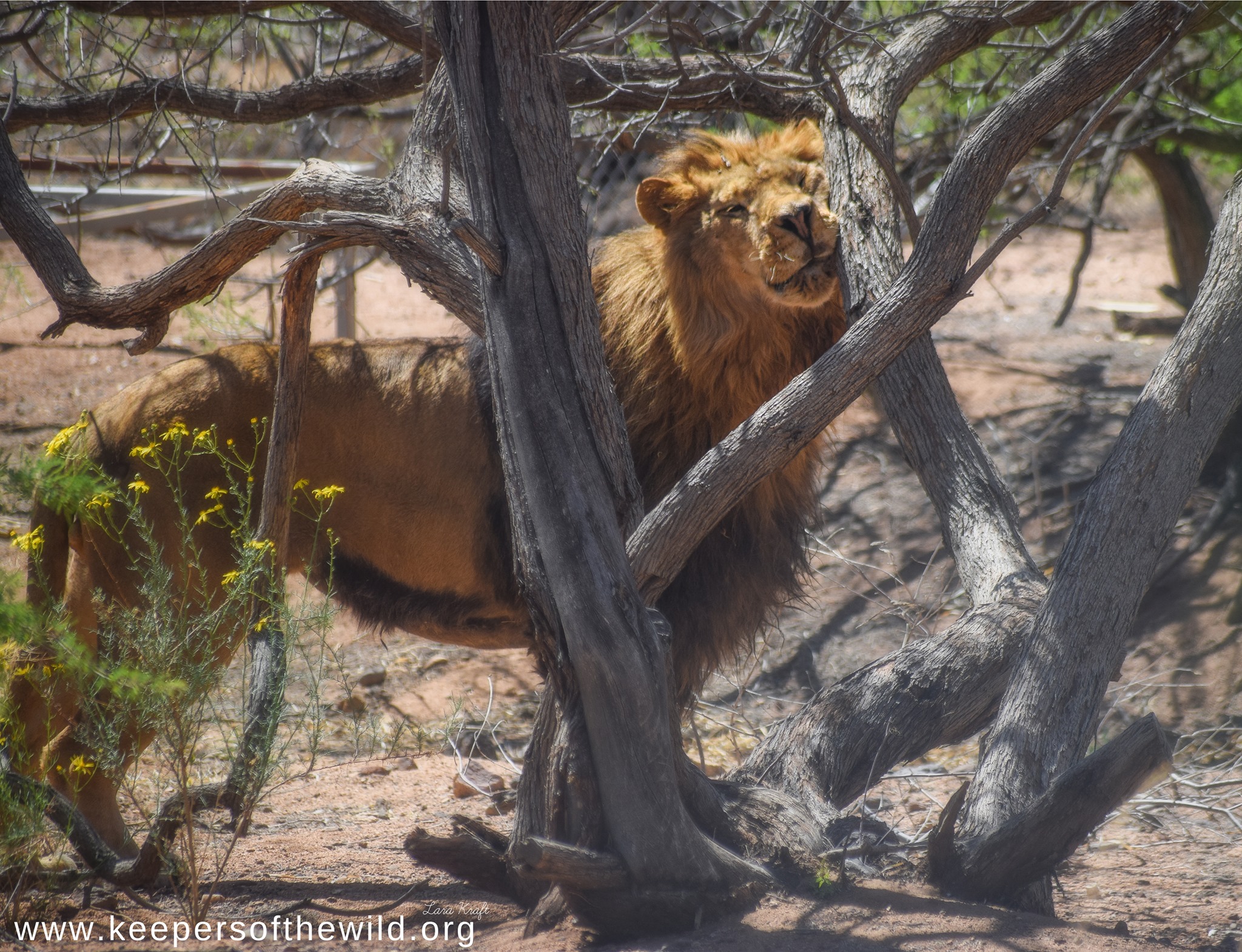 Keepers of the Wild.jpeg