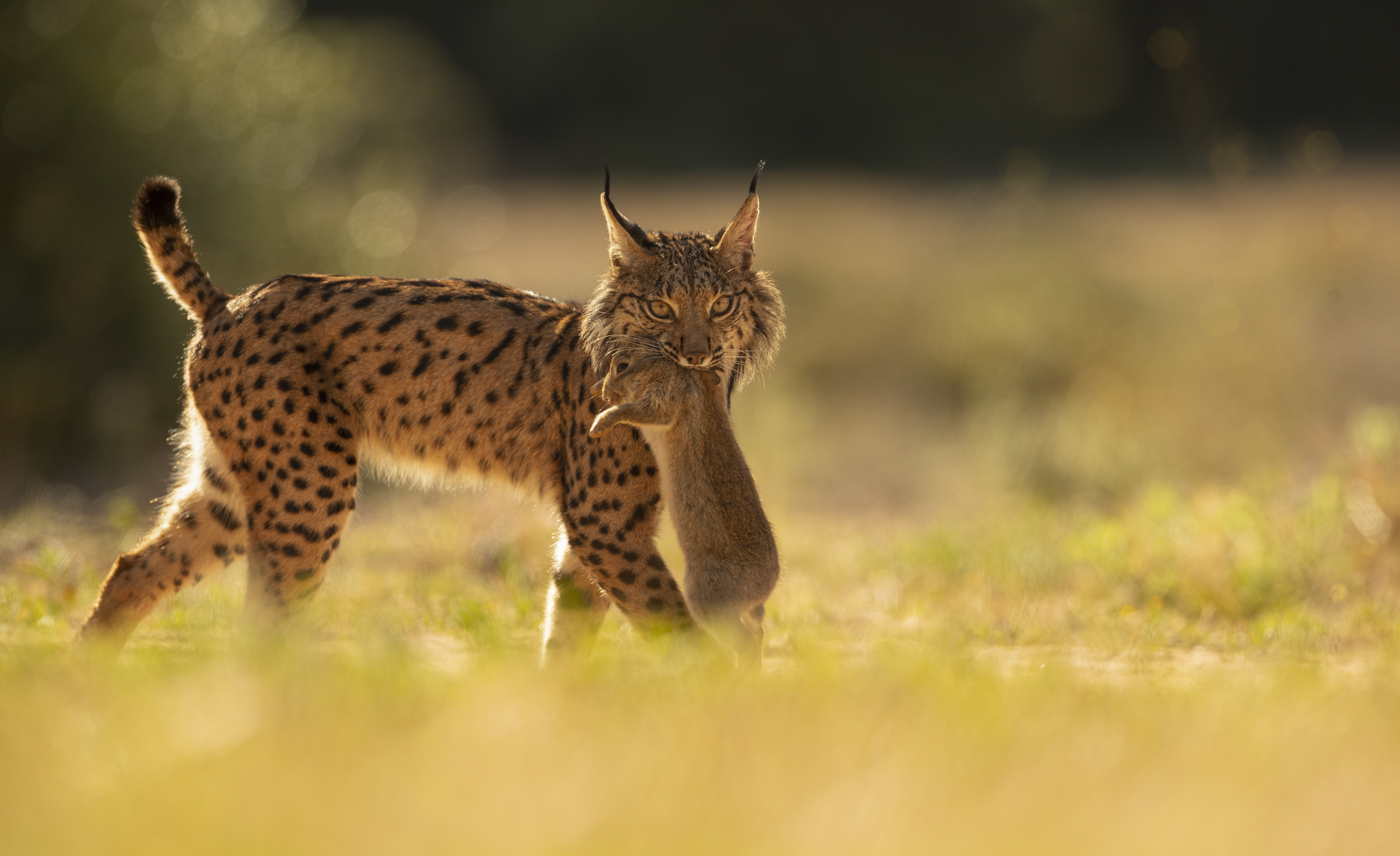 Spain Lynx Recovery