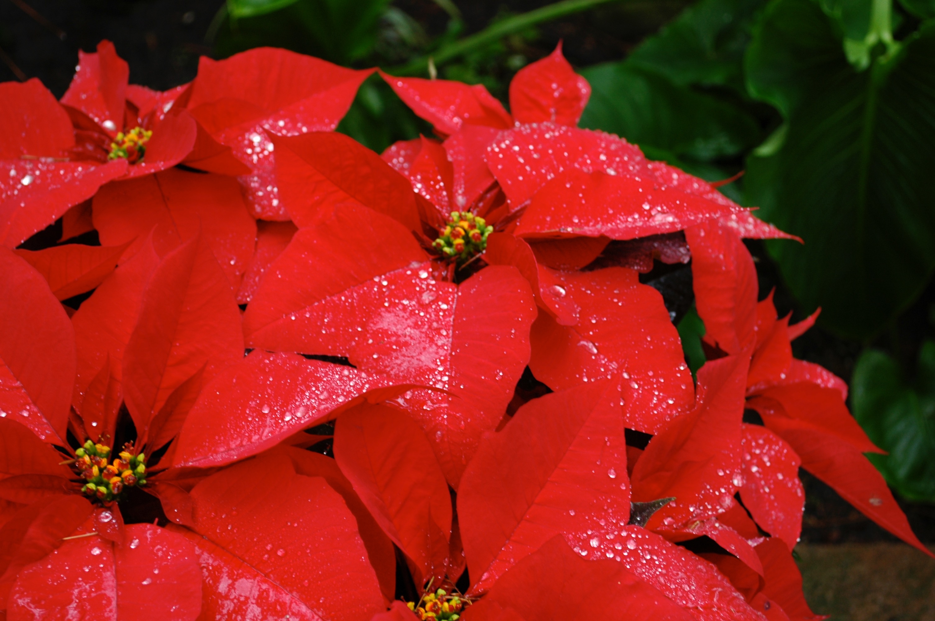 Poinsettia