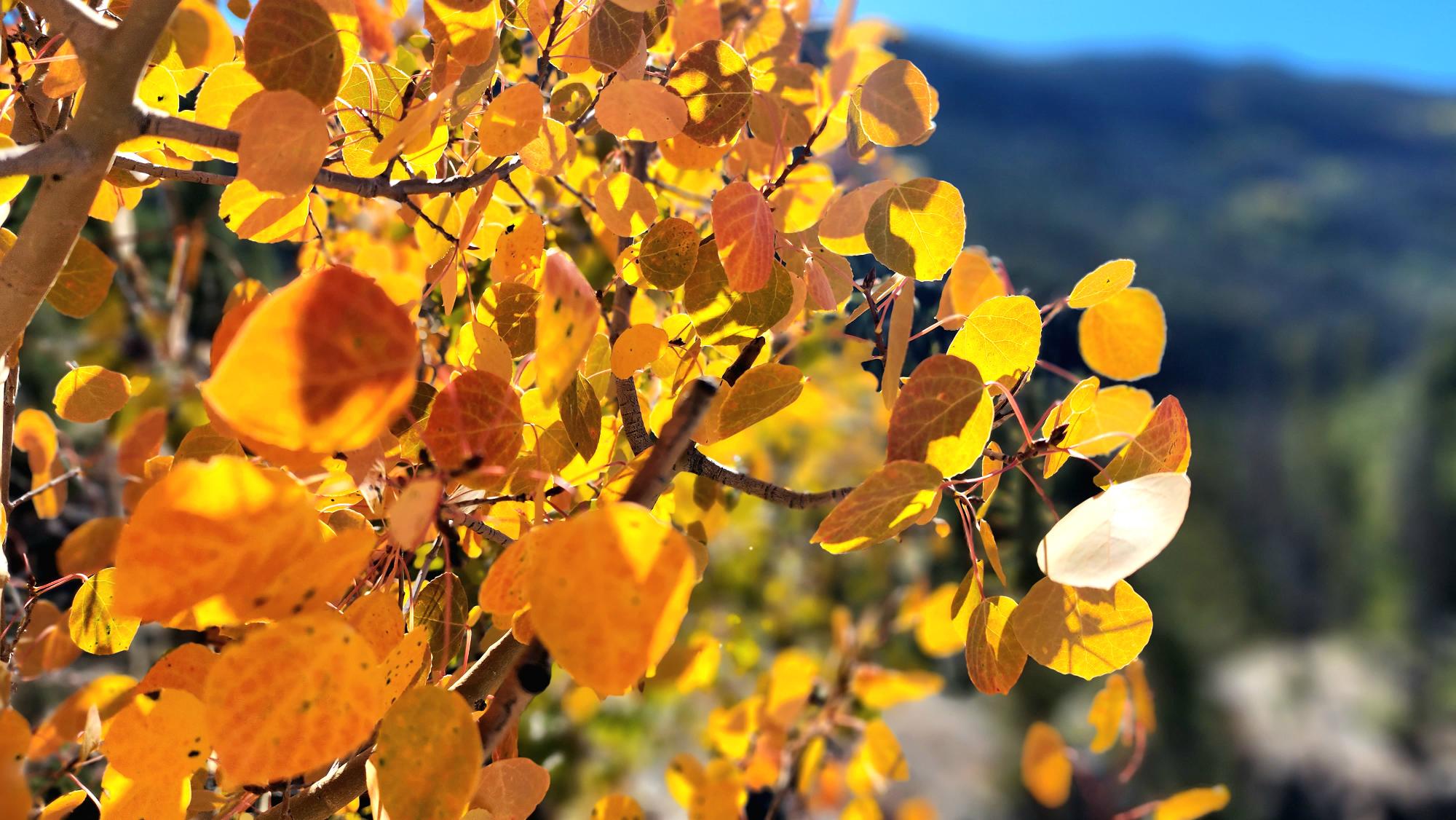 fall colors 2022_adams fall area.jpg