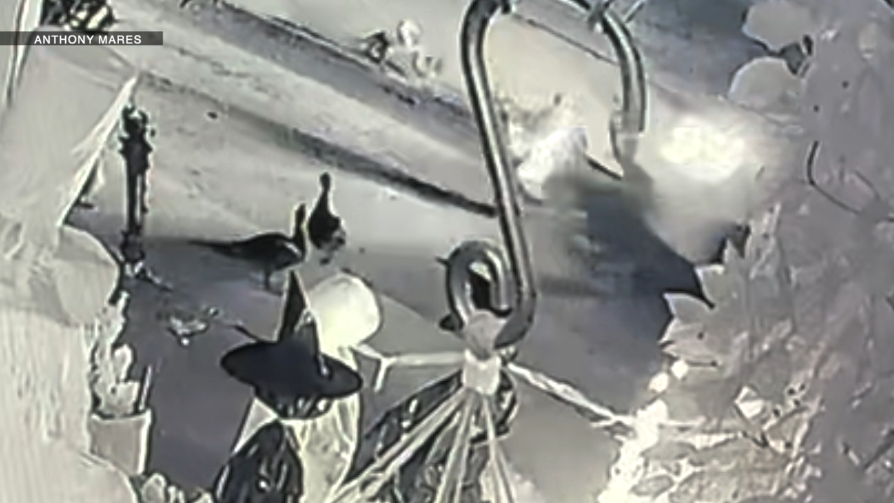 Video shows driver running over ducks