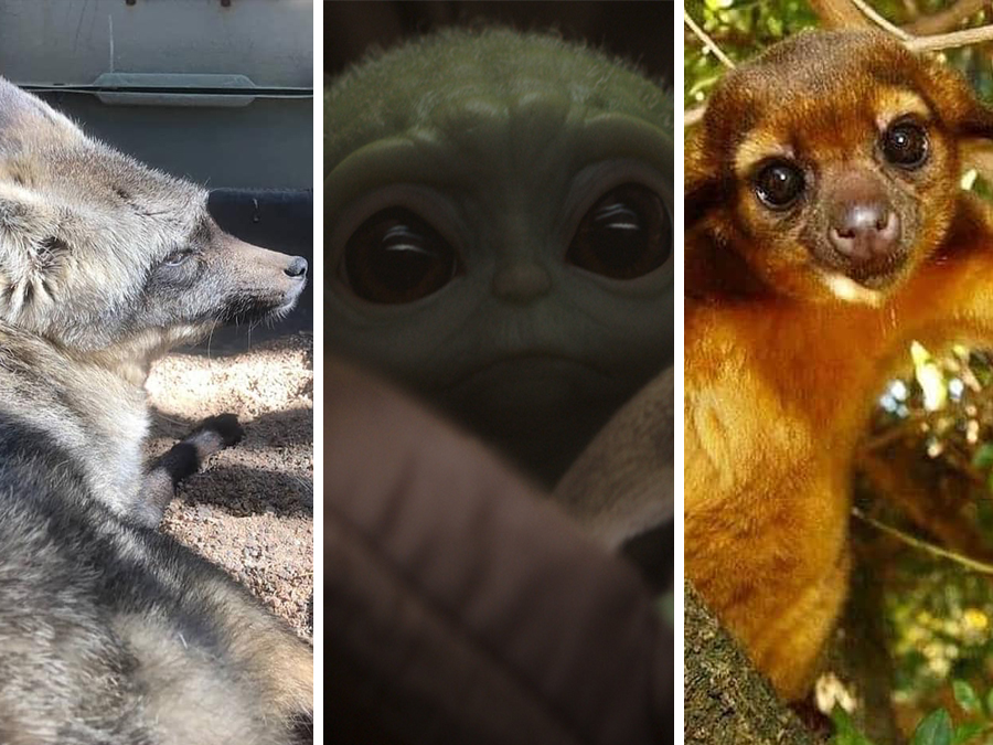 wild wonders animals baby yoda voice the mandalorian.jpg