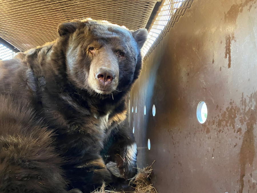 altadena_black_bear.png