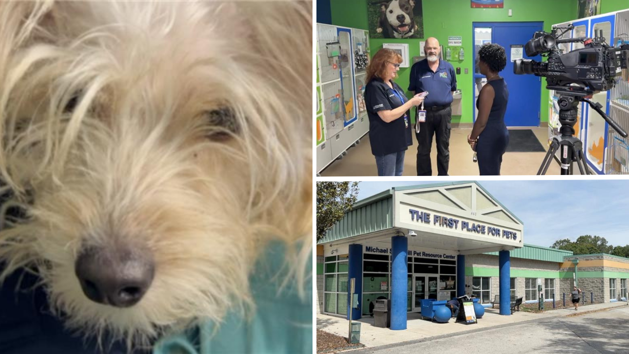Tampa puppy thrown and kicked by woman dies during amputation surgery at Pet Resource Center.png