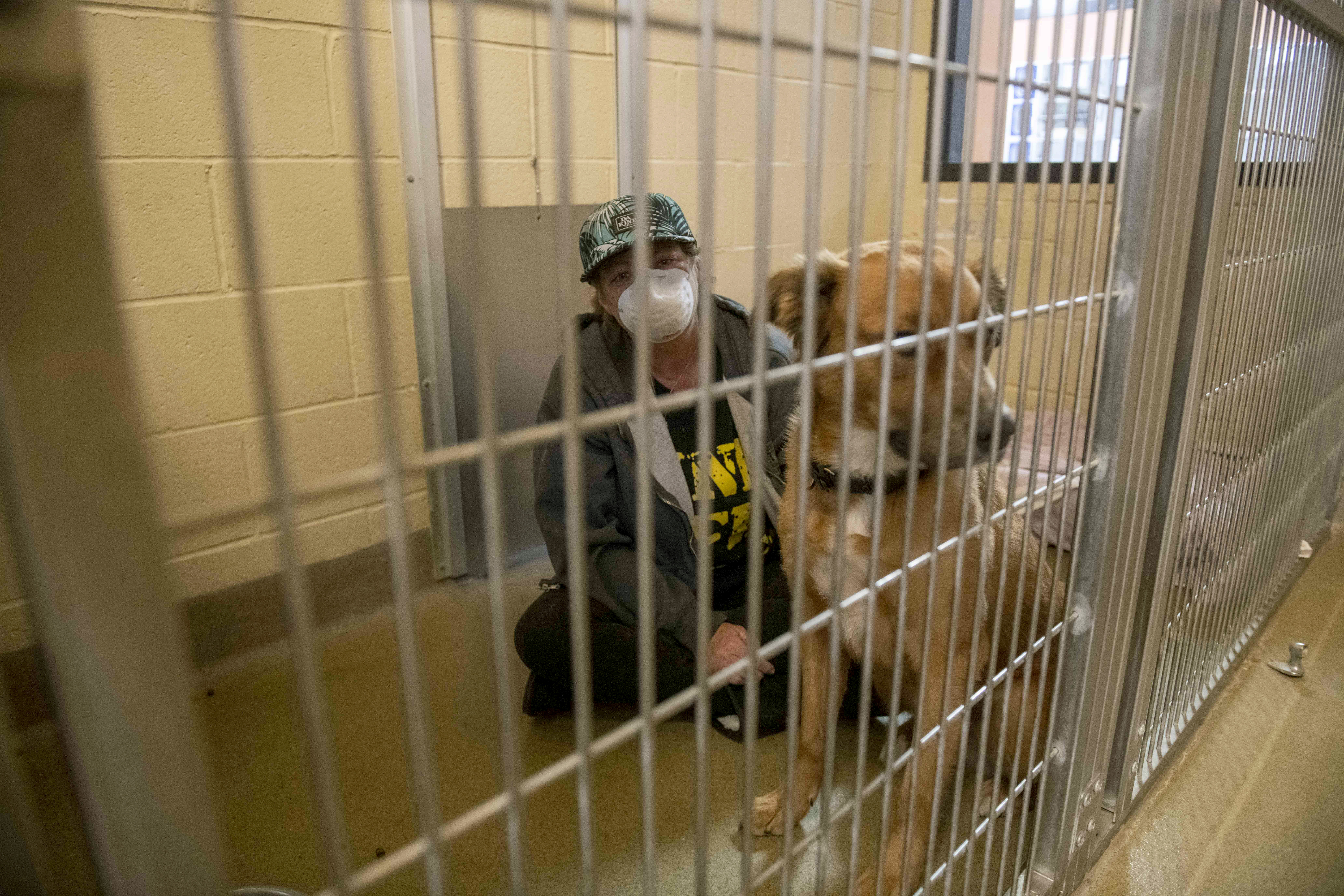 Displaced pets