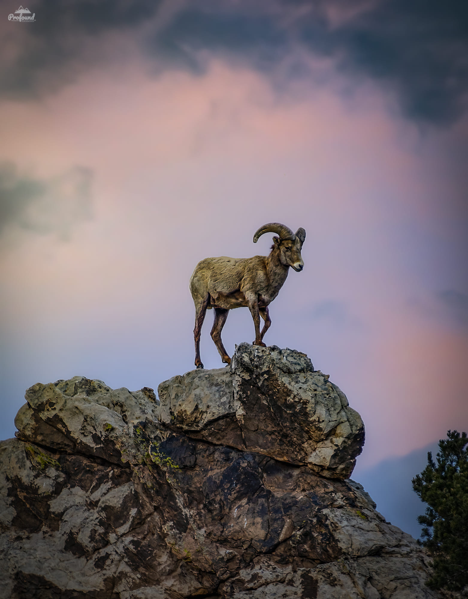 bighorn sheep at garden of the gods_Profound Elements Photography