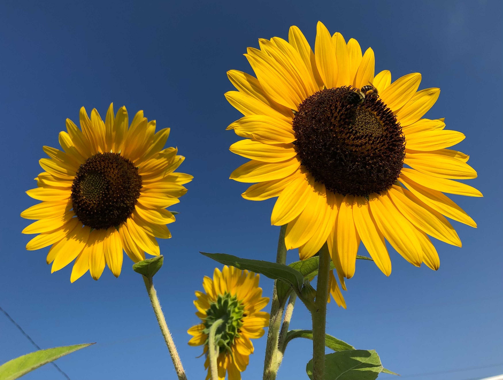Summer Sun Sunflowers hot weather