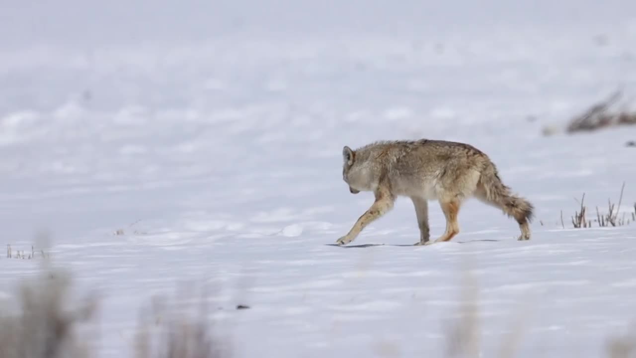 coyote