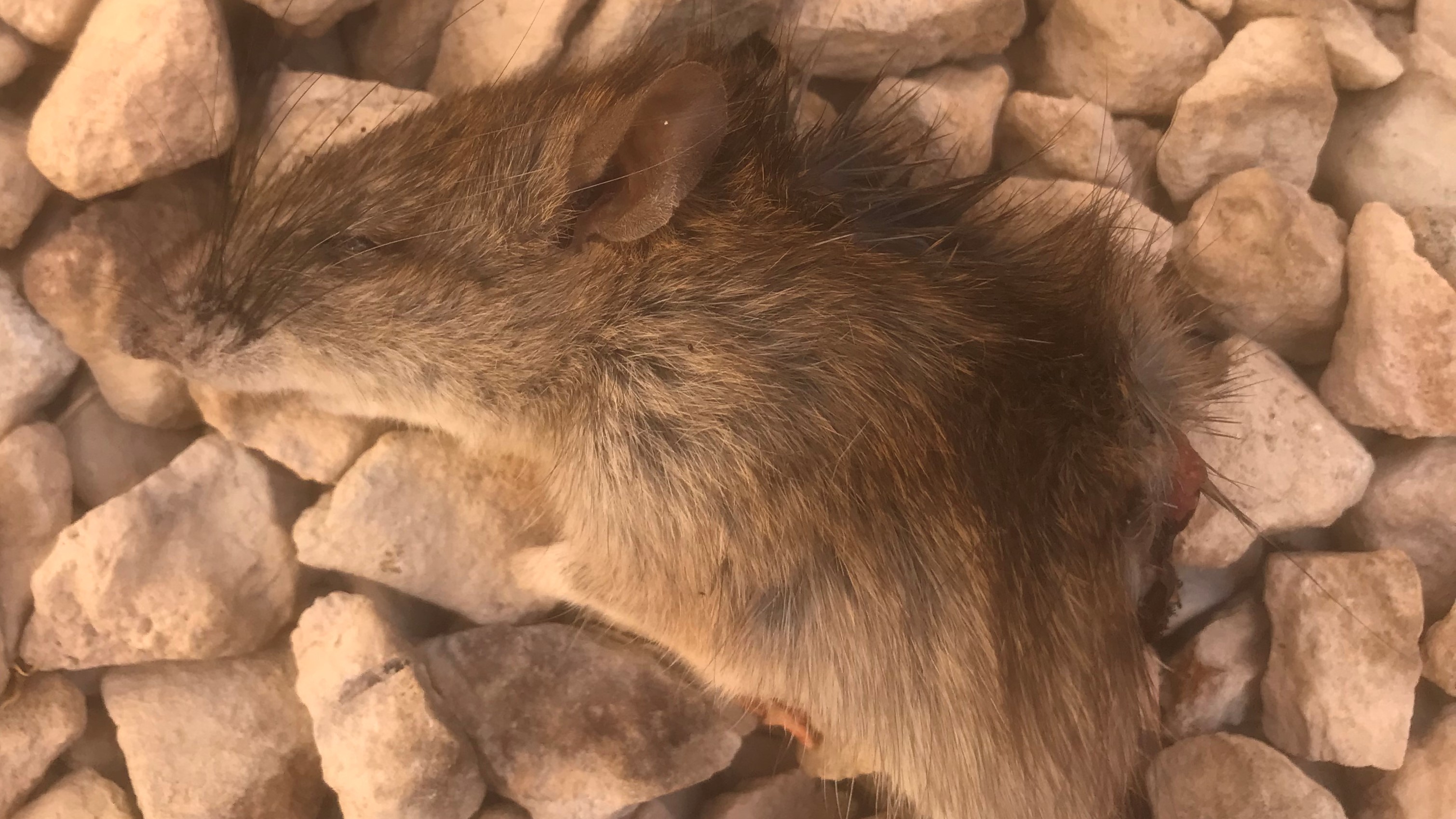 Truly Nolen pest control says there has been an 'epic' increase in calls related to pests amid the pandemic and record-setting dry weather across Southern Nevada.