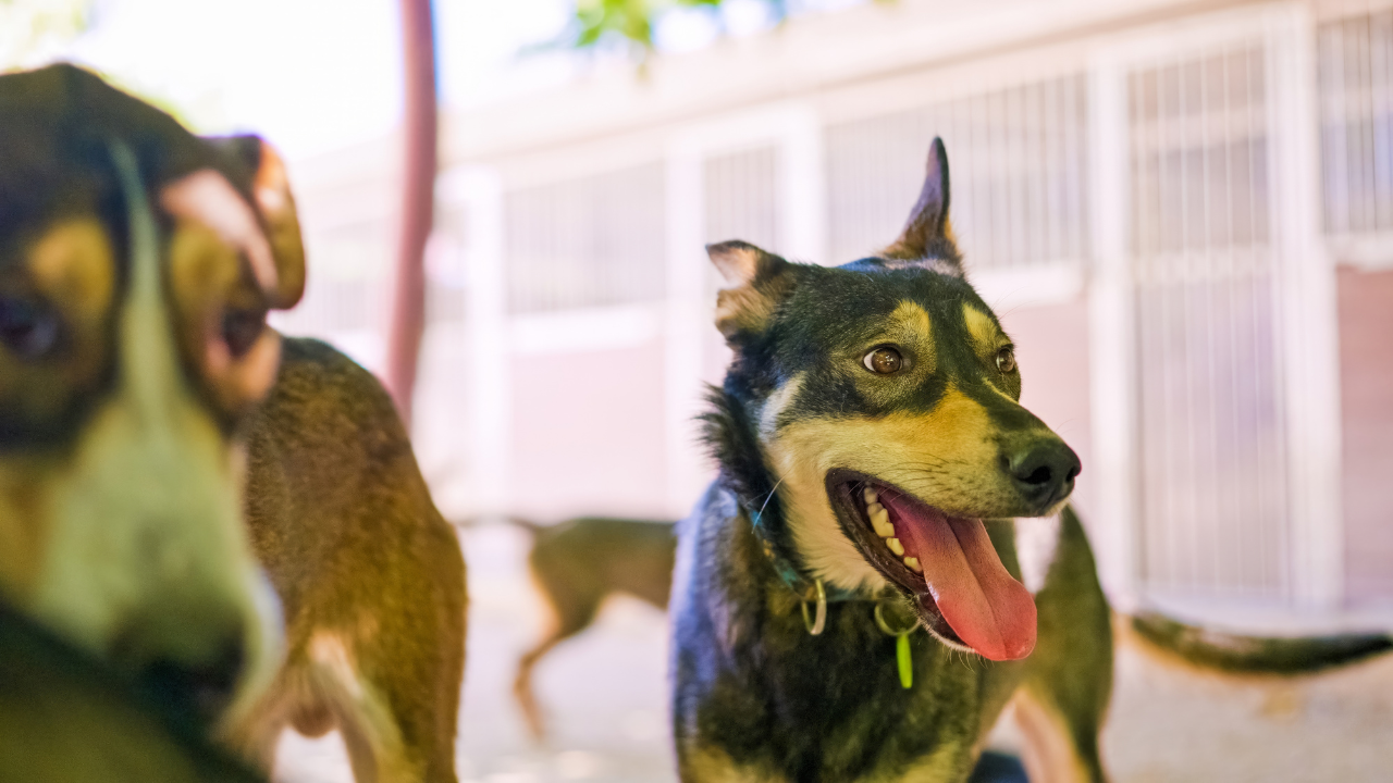 HORIZONTAL TEMPLATES (13).png