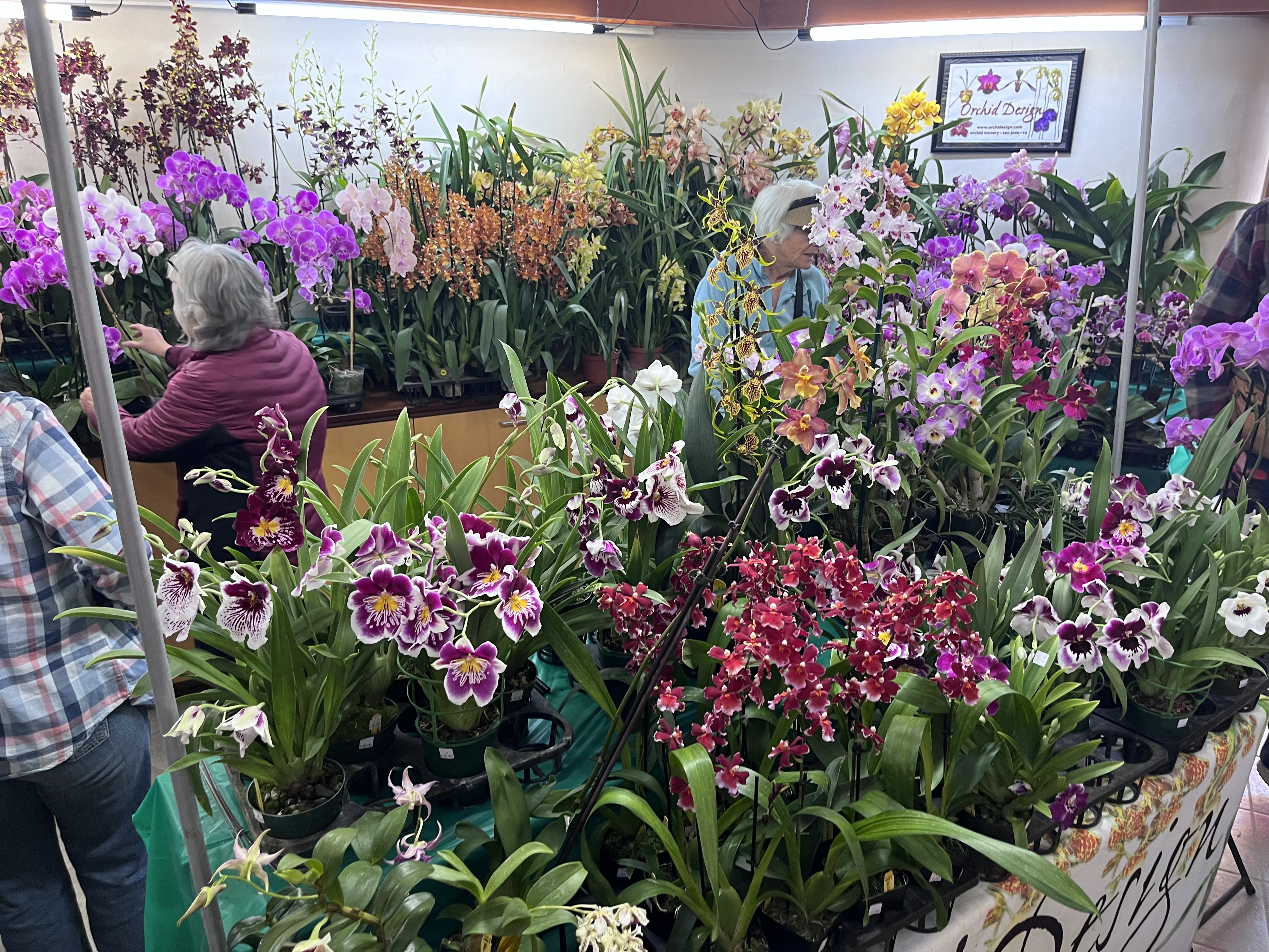 orchid fest 2023.jpg