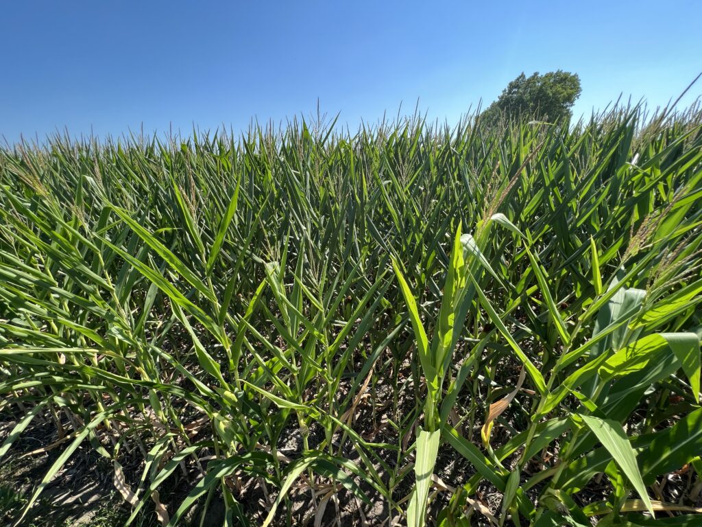 Corn