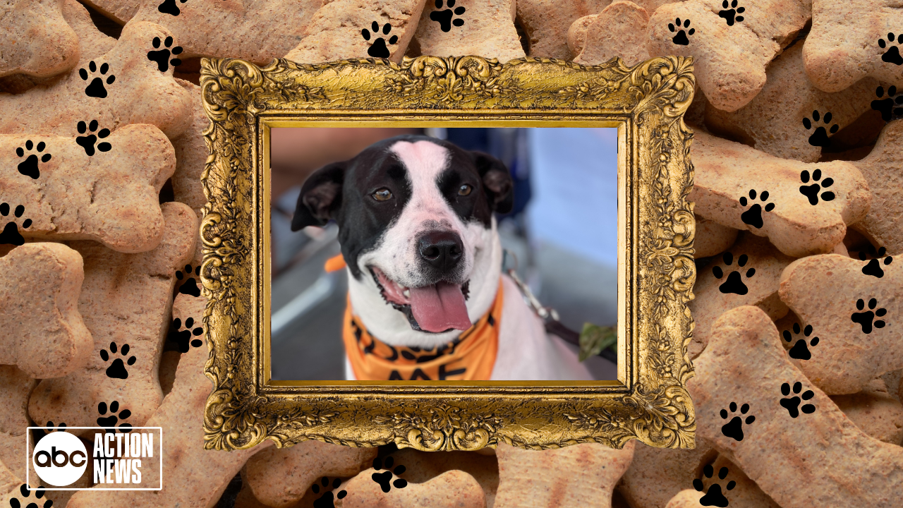 Rescues in Action: Mrs. Patches