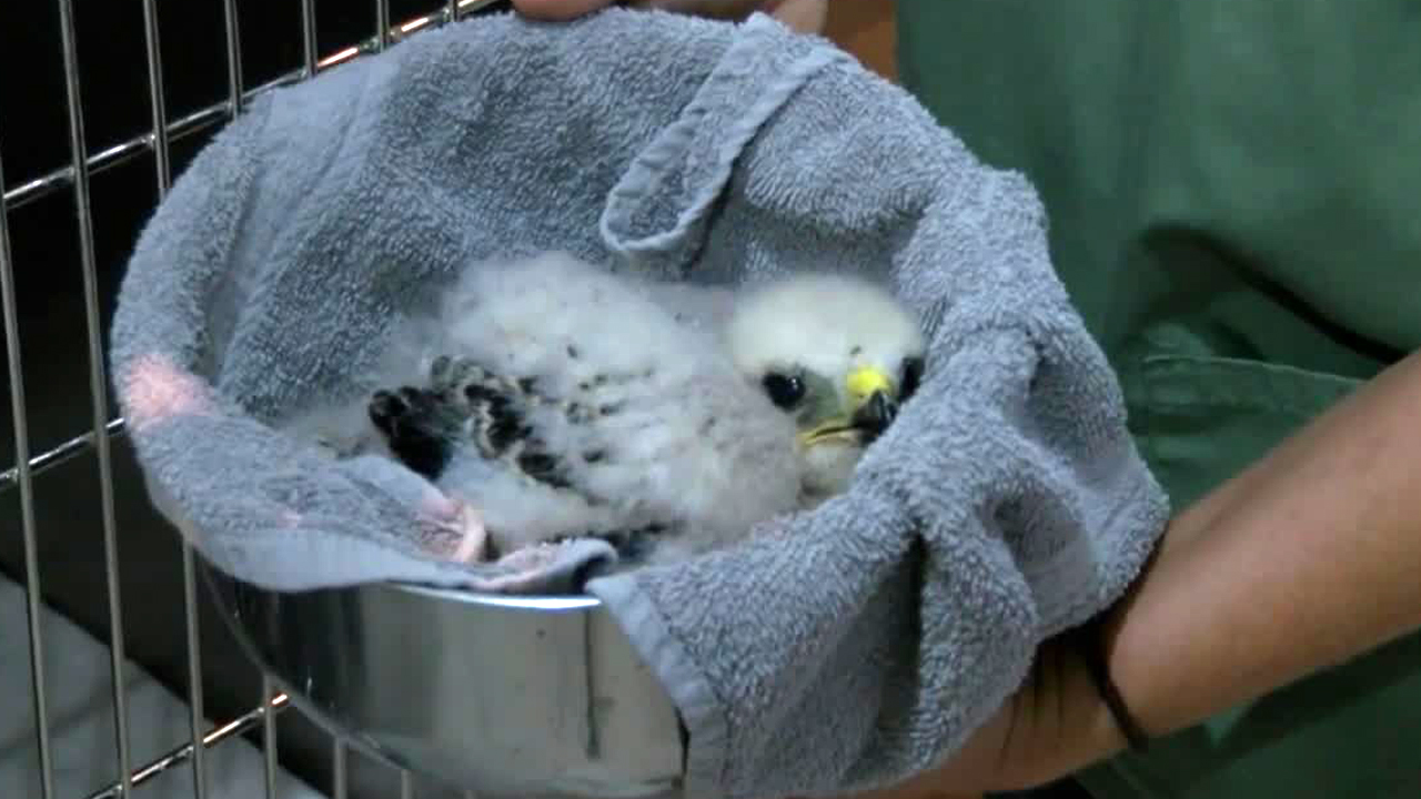 wptv-Busch-Wildlife-Sanctuary-bird.jpg