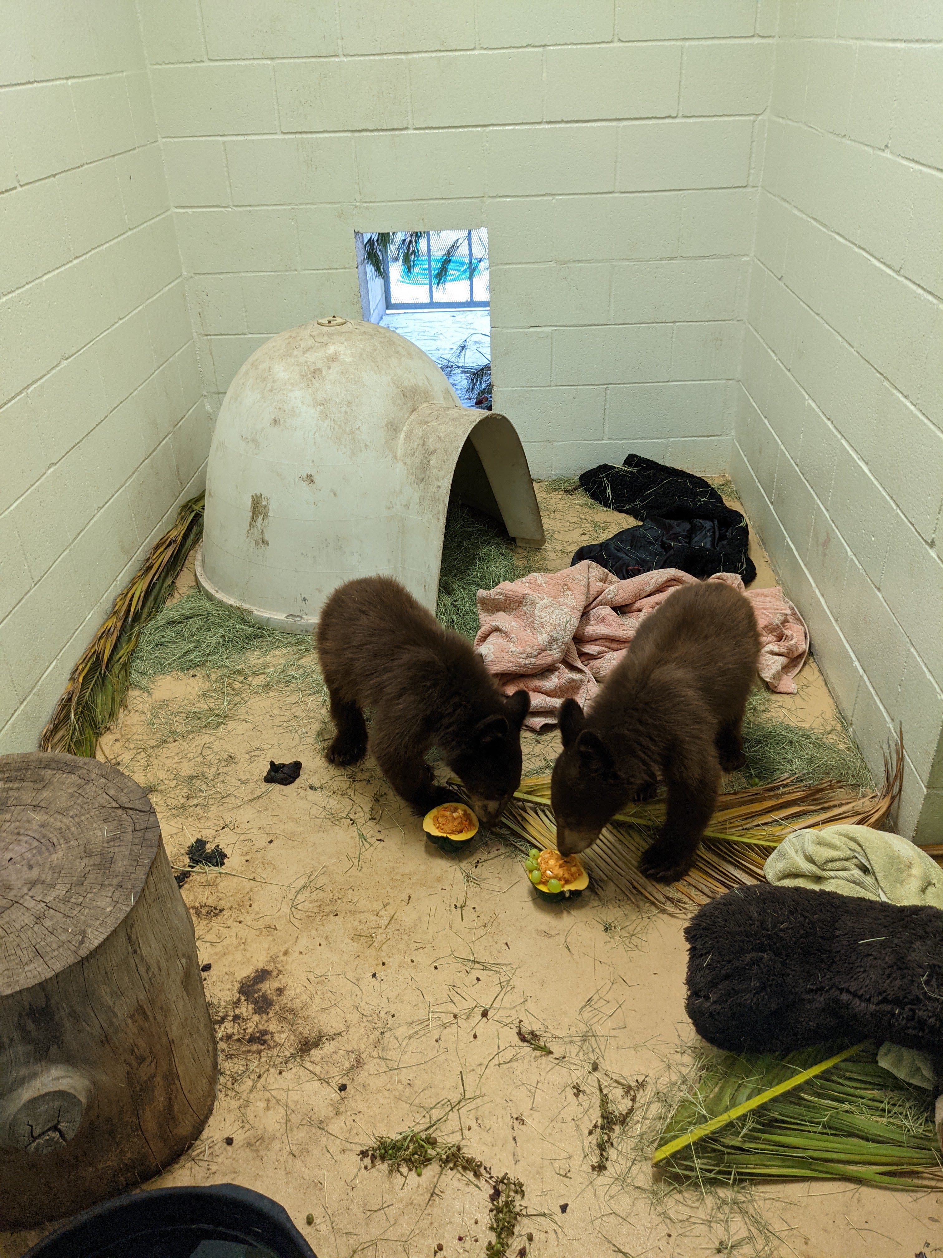 san diego humane bear cubs 09022021.jpg