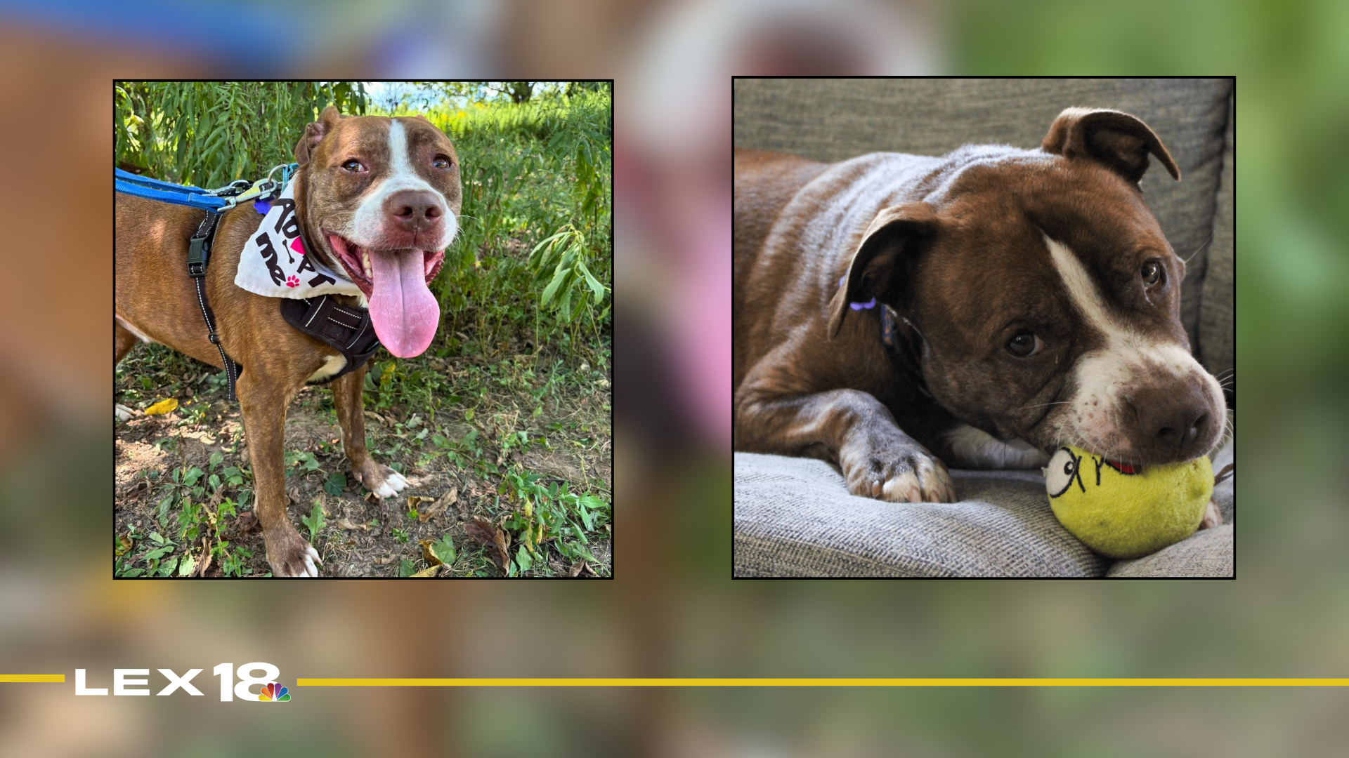 Featured Image Custom Edit (24).png