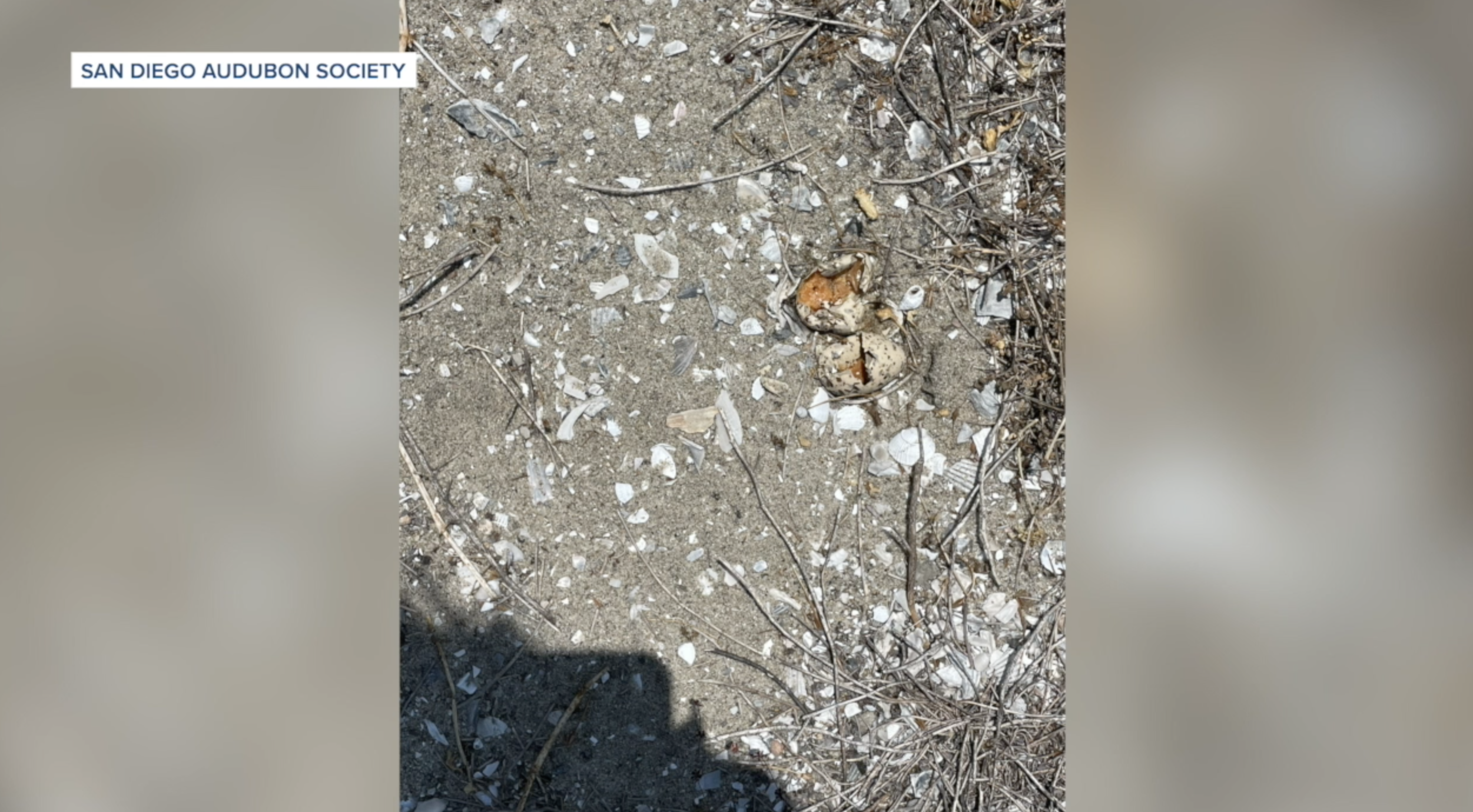 Vandals trample nests, eggs at endangered bird nesting preserve off Bonita Cove