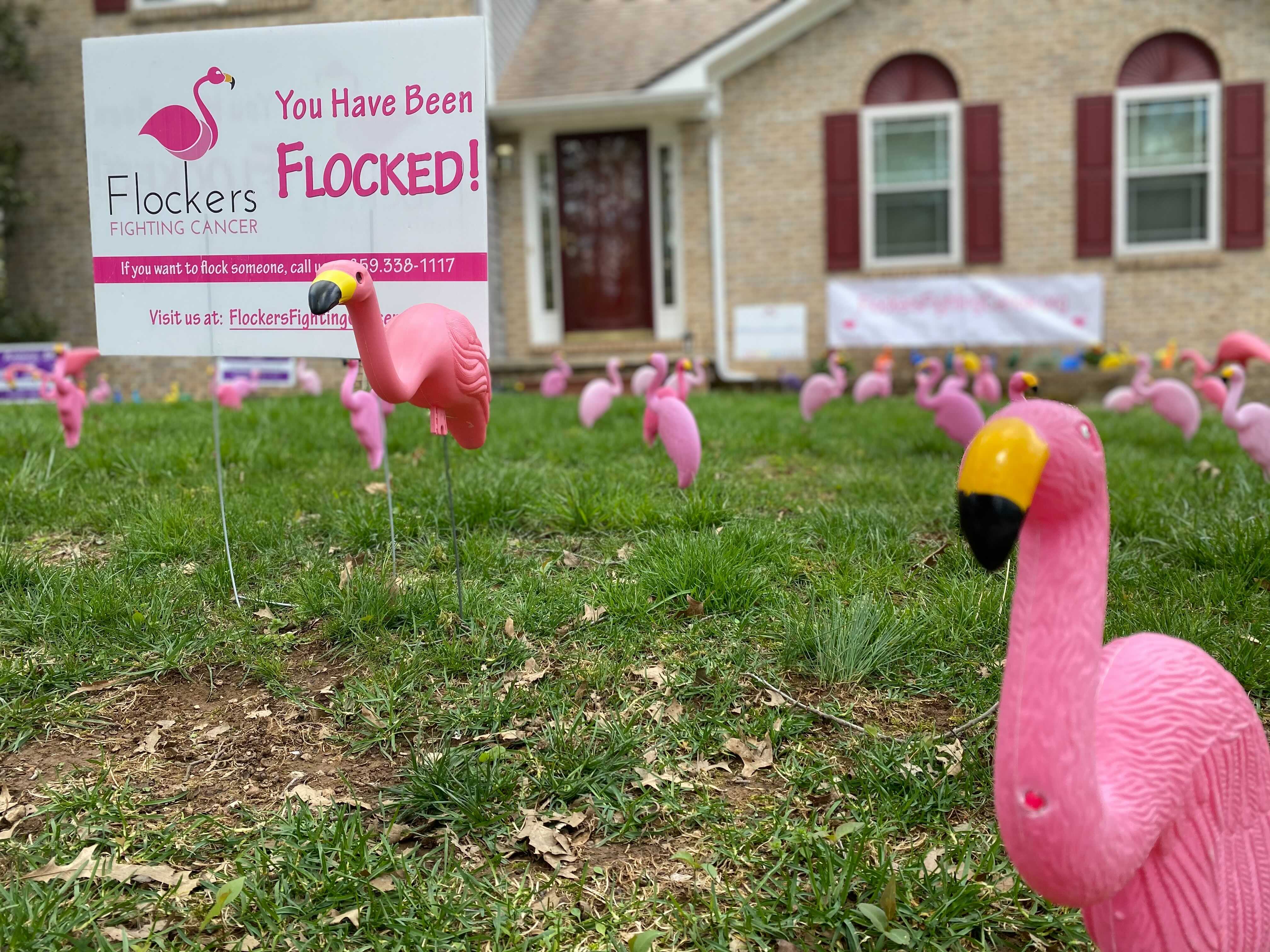 flocked.jpg