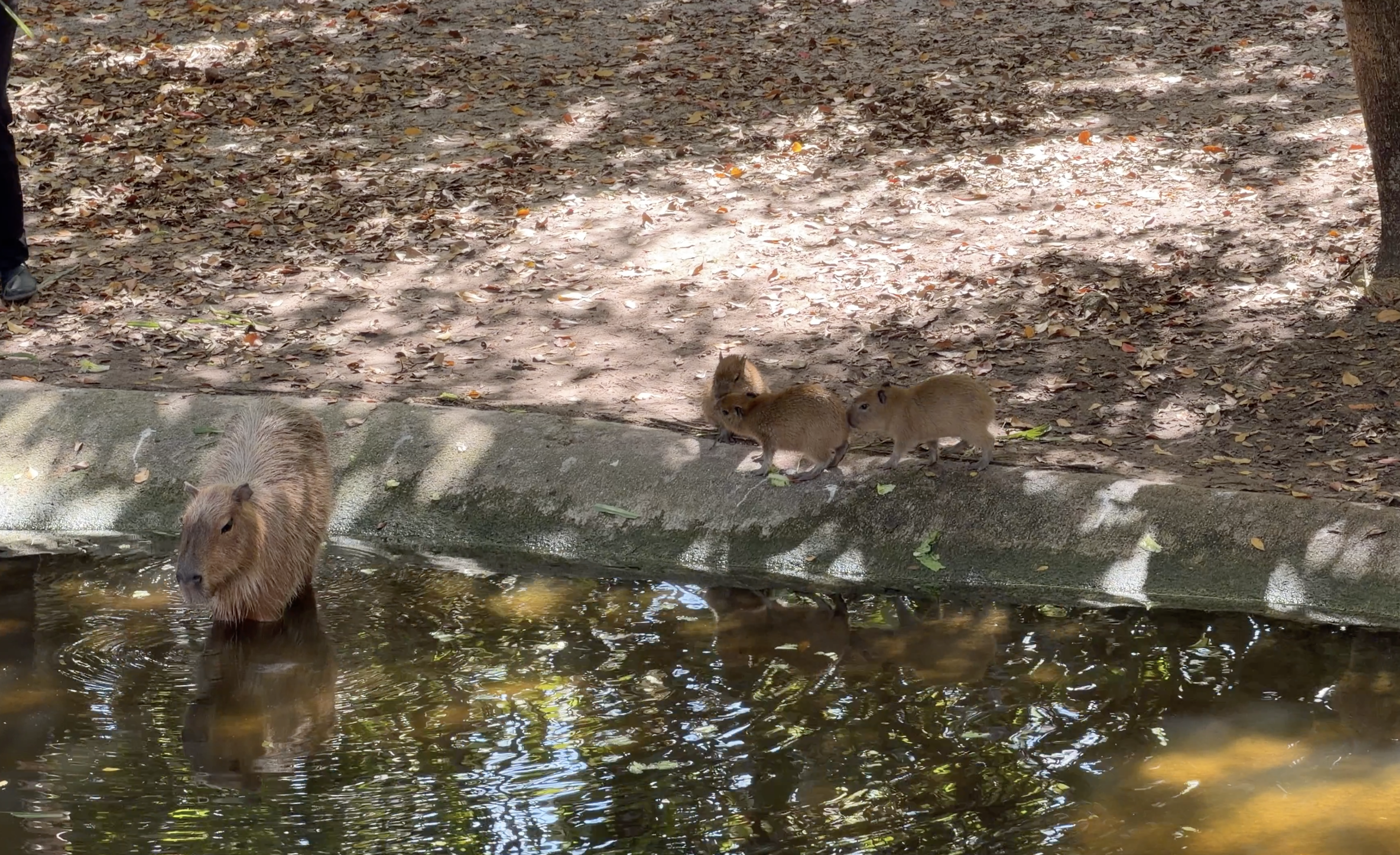 Capybara pups