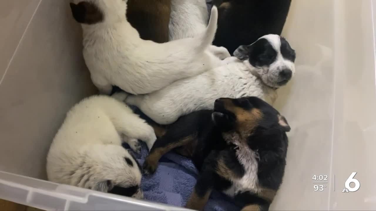 Animal dumping a problem in Port Aransas - Vimarsana News