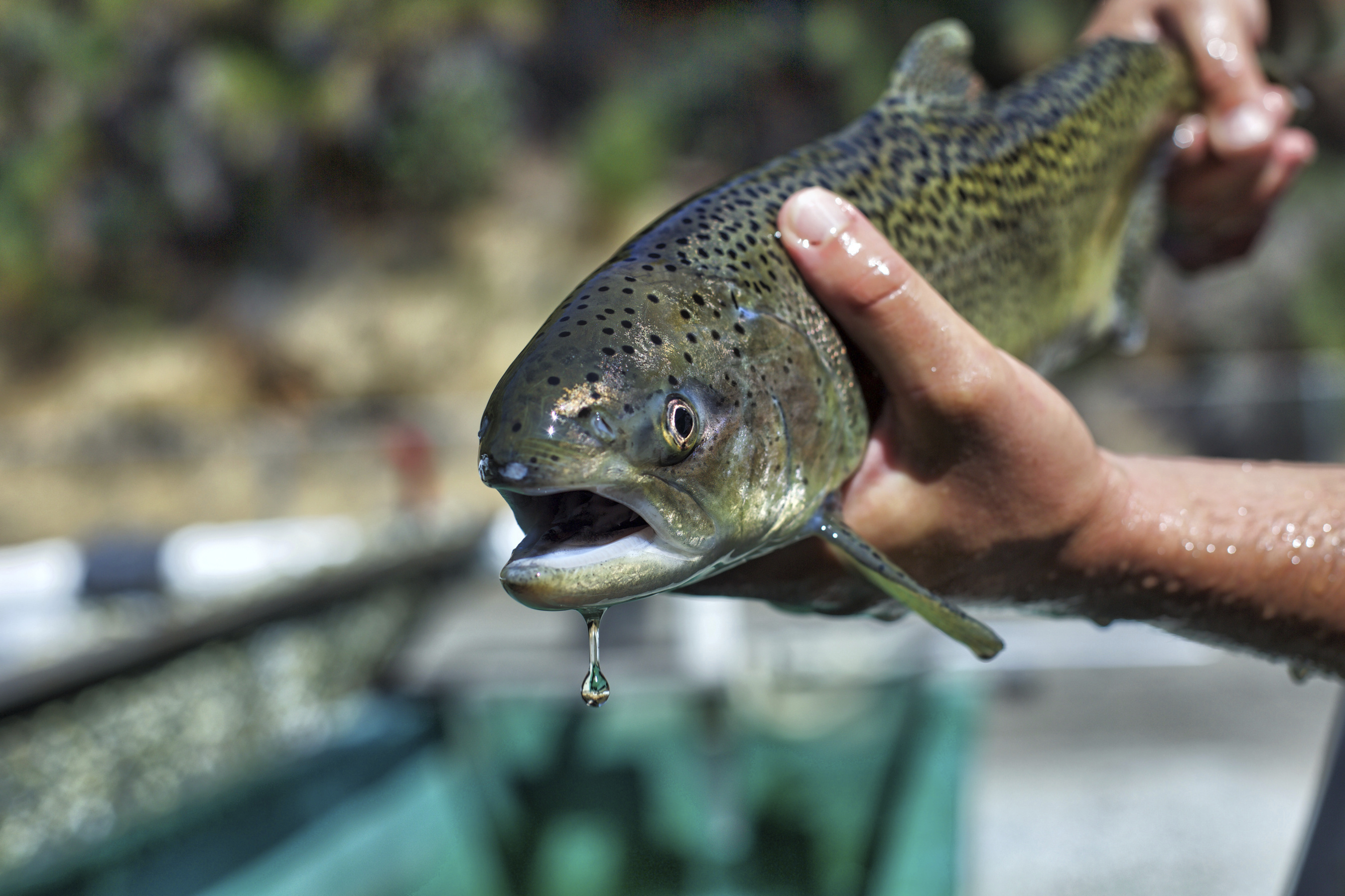 Endangered Species Act Spending