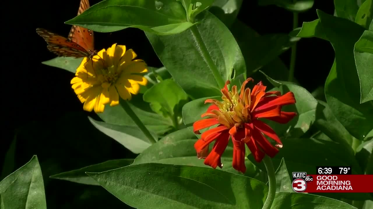 Butterfly native garden flowers