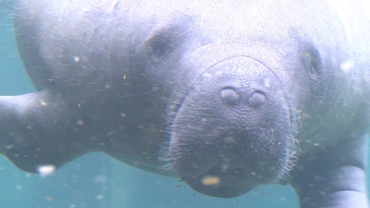 Manatee death total could top 2021's record of 1100