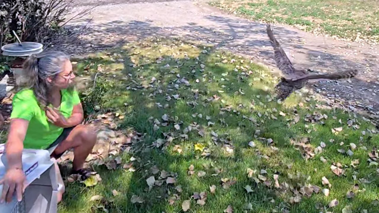 jason mann owl.jpg