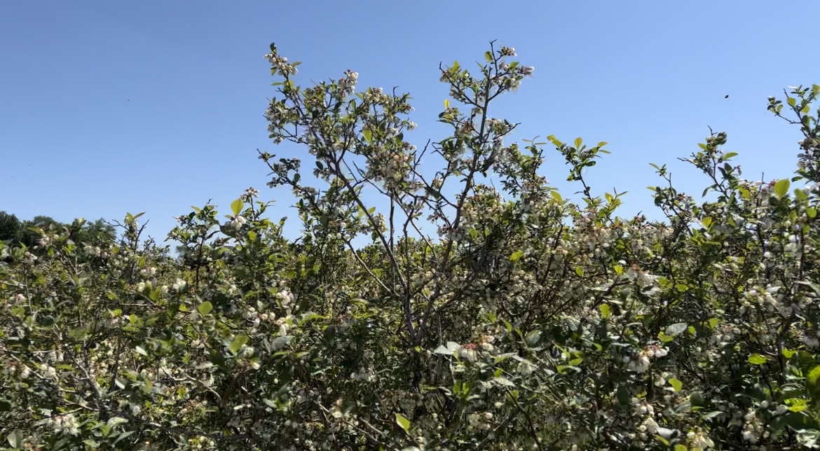 Bowerman Blueberries
