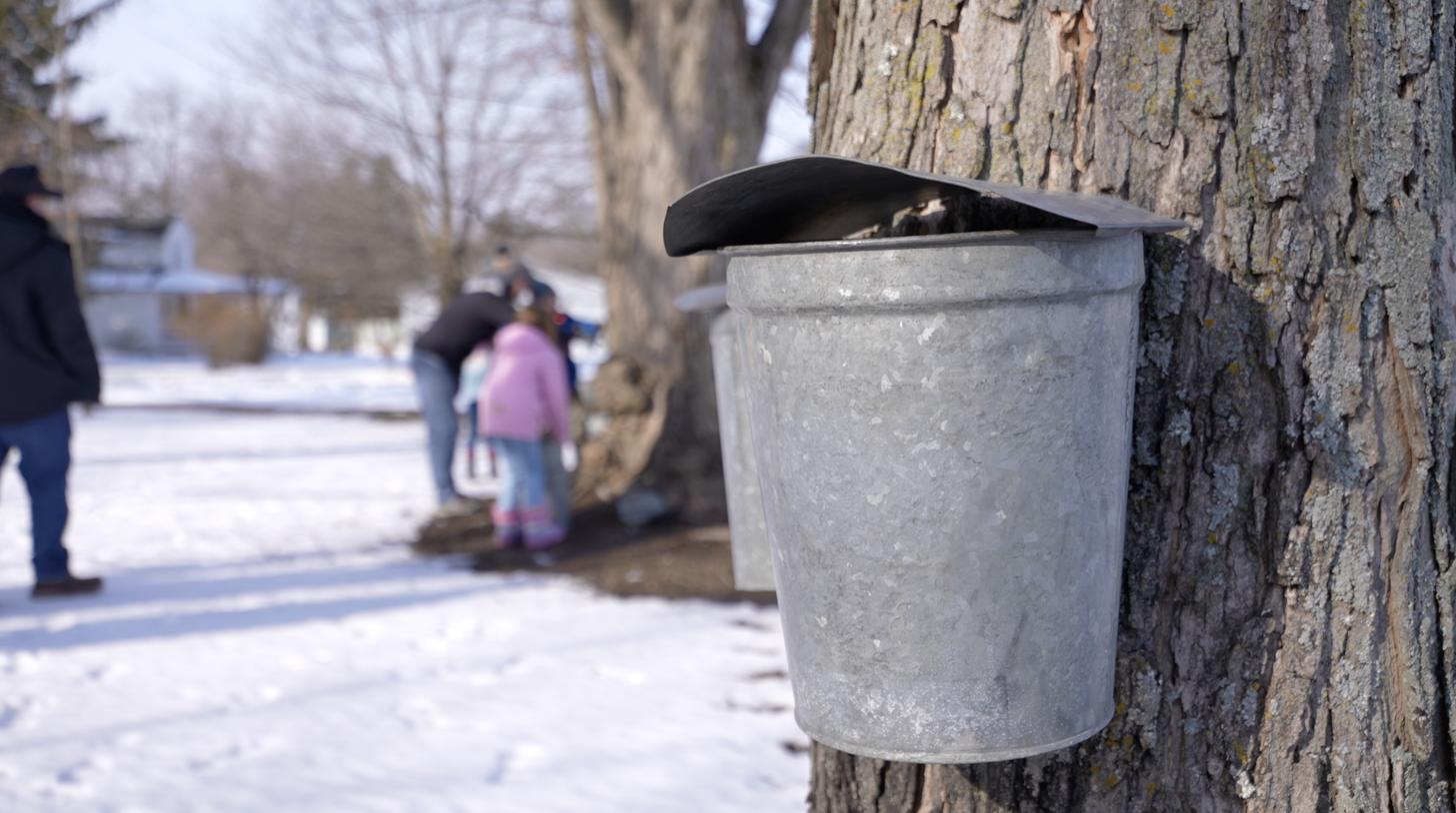 Maple Syrup Vermontville