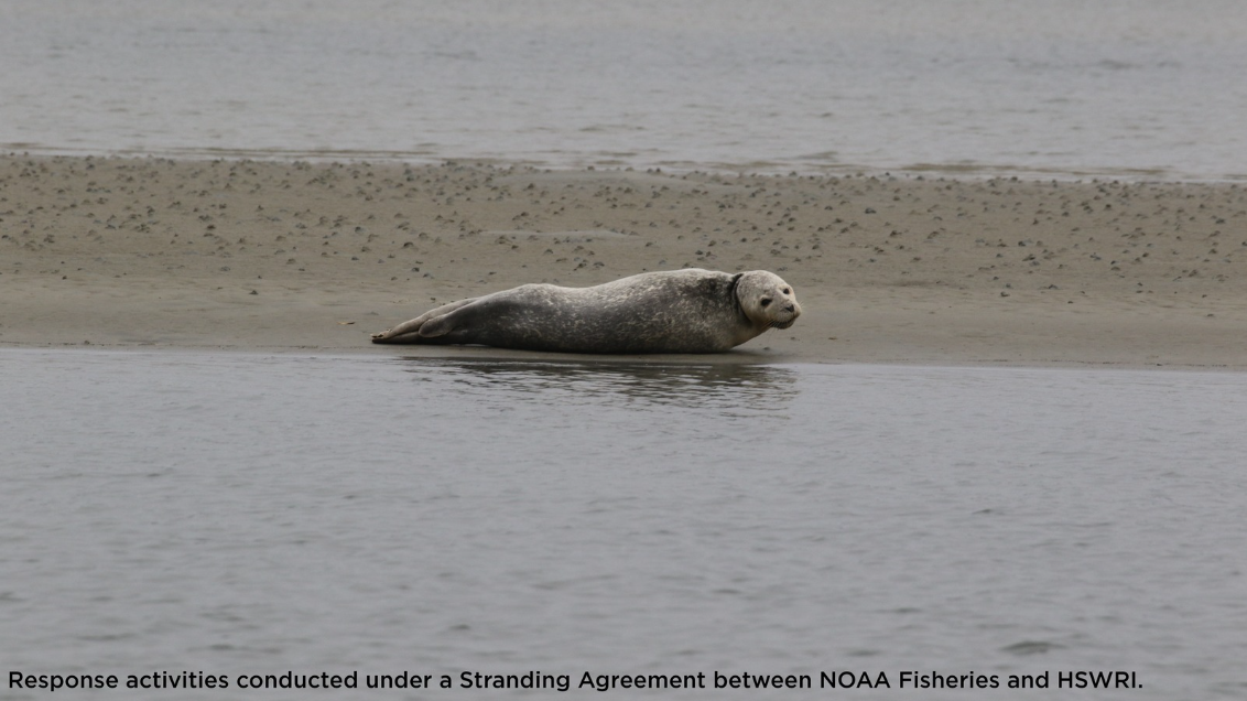 Seals Mosquito Lagoon