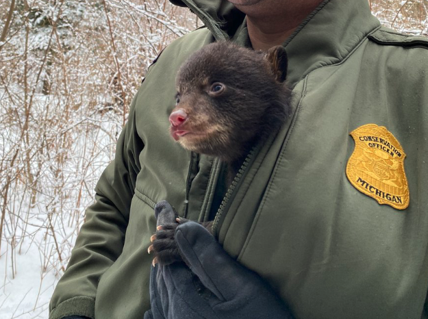 Michigan DNR bears
