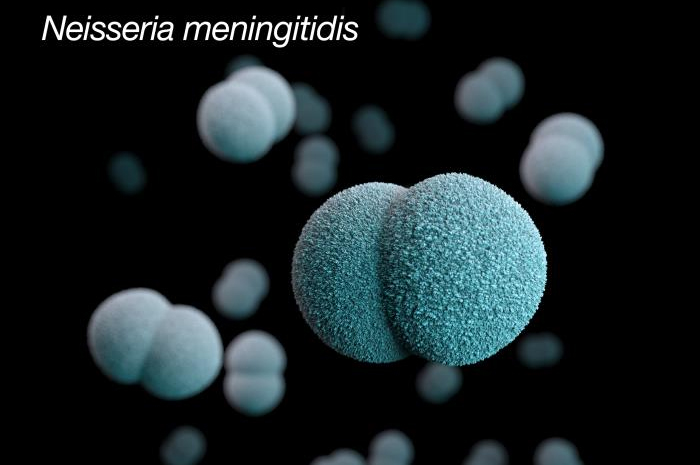 Neisseria meningitidis, bacteria.jpeg
