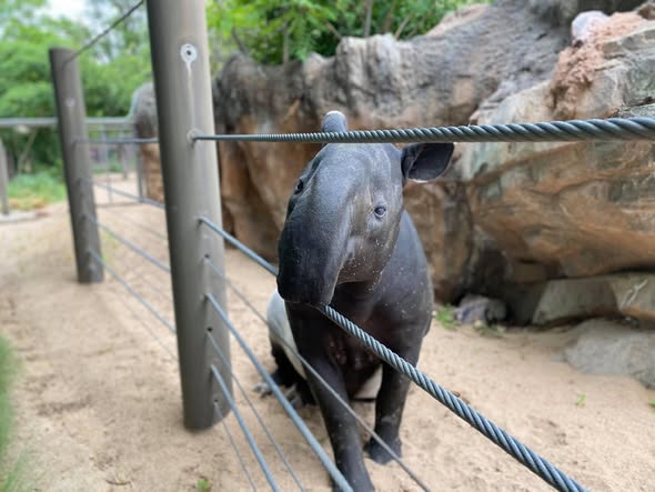 Malayan Tapir Denver Zoo 