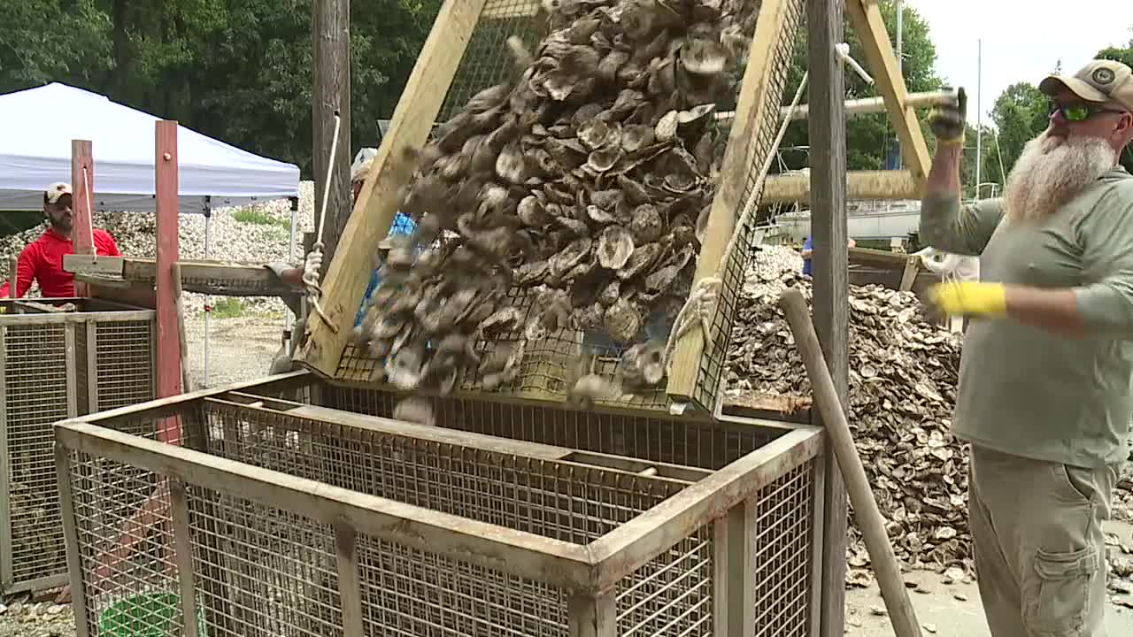 Veterans and active duty military find new purpose restoring Chesapeake Bay's vital oyster population