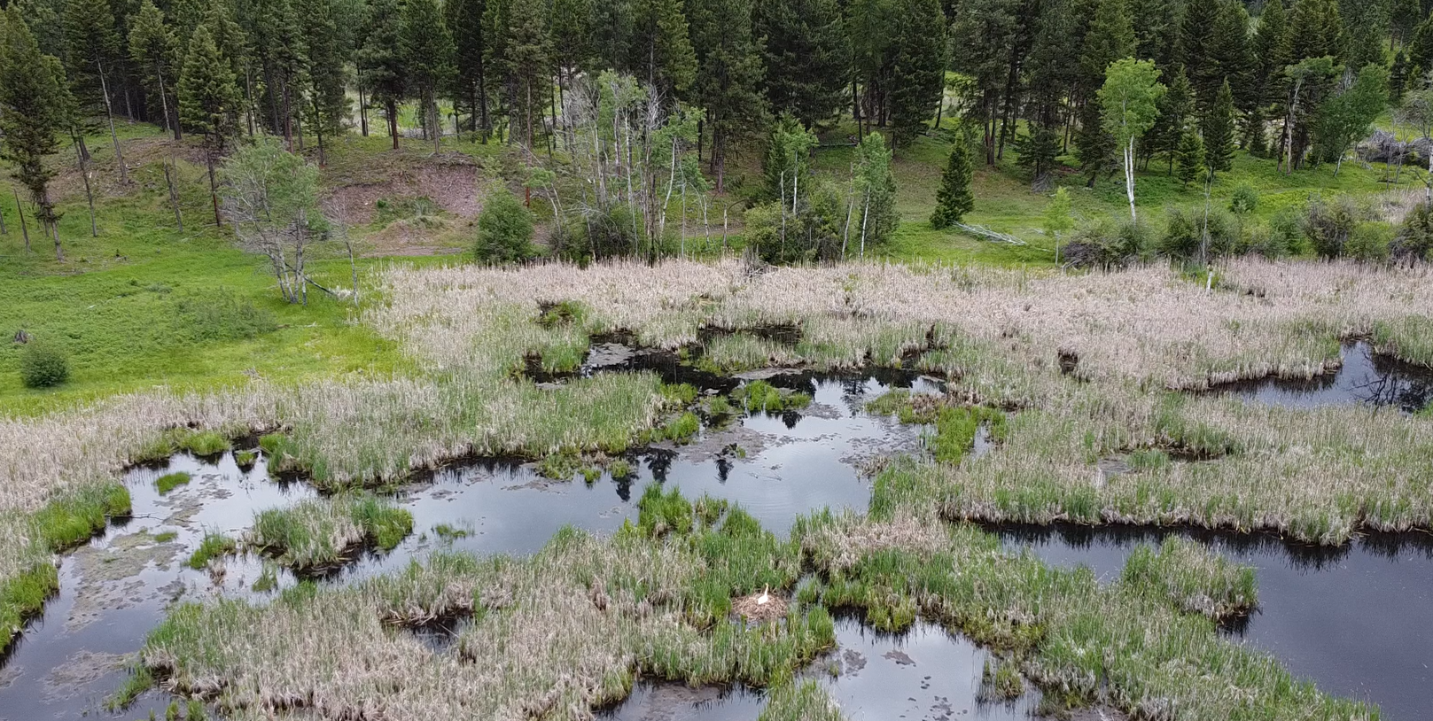 Blackfoot Valley Swan Restoration Update
