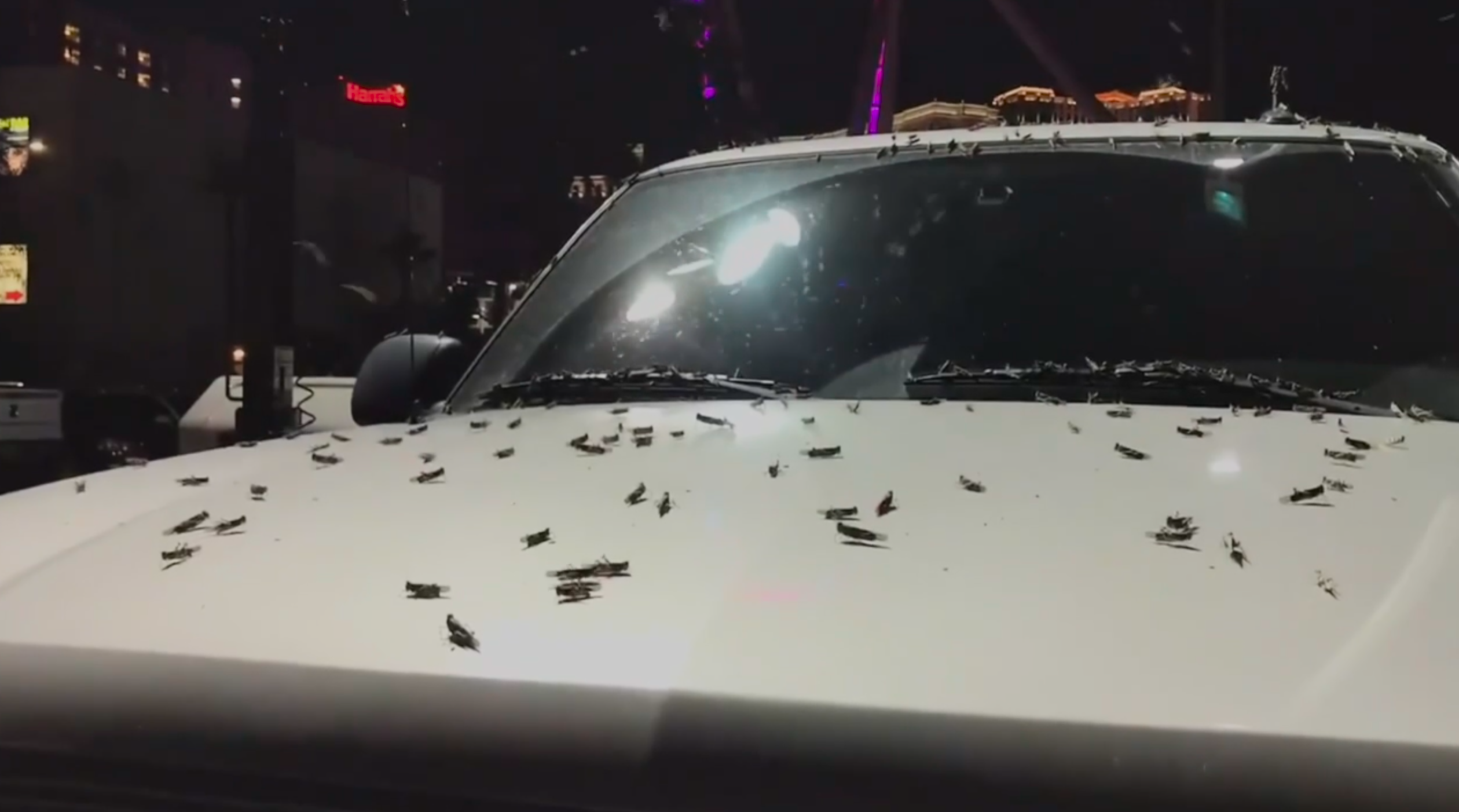 Grasshoppers arrive early in Las Vegas, warning of scorpion increase