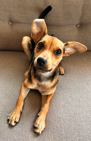 Chihuaha Rescue of San Diego.png