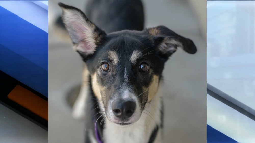 Pet of the week - Sage