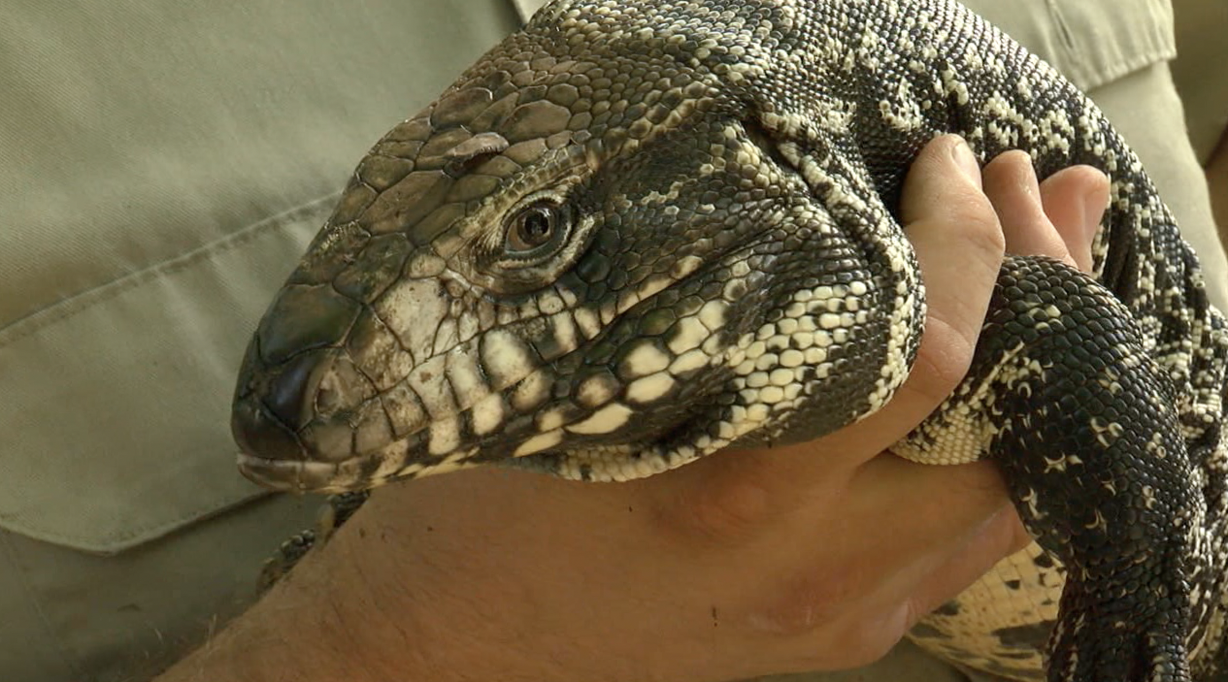 Tegu.jpg