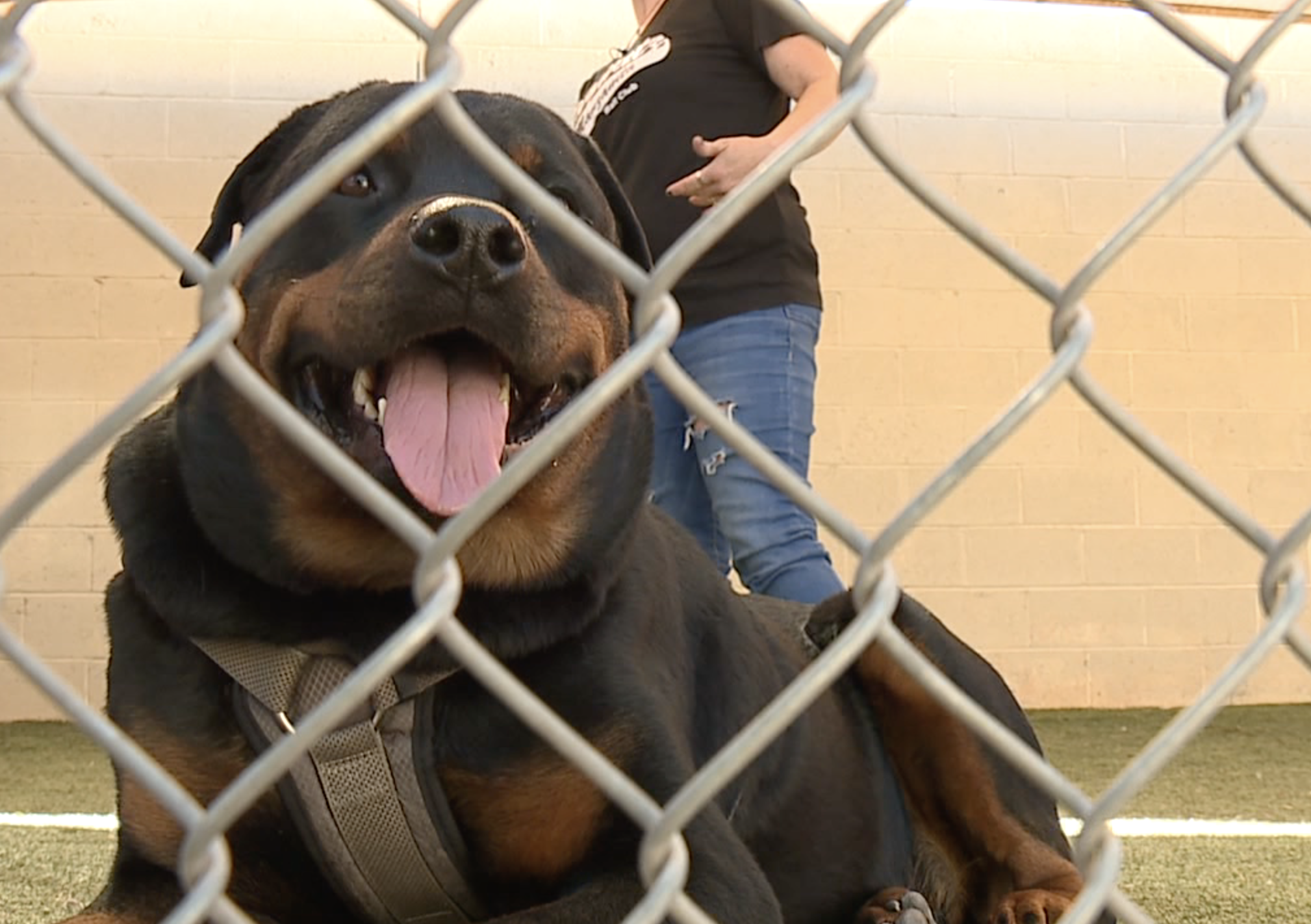 Sojourner Center takes pets