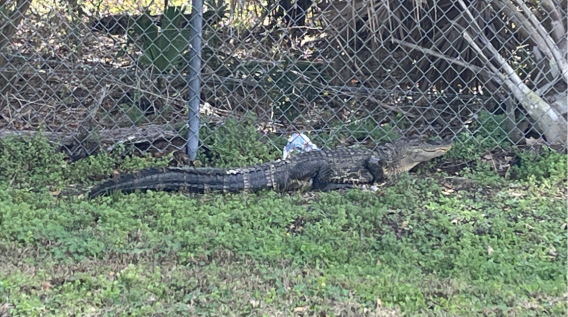 Gator seen at Polk County School