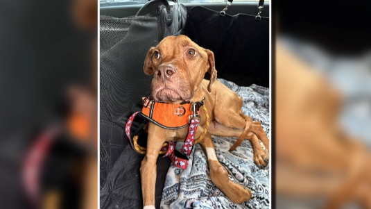 Emaciated dog on the road to recovery