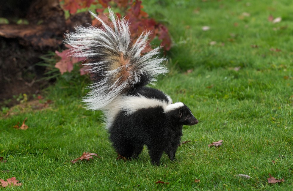 Skunk mating season