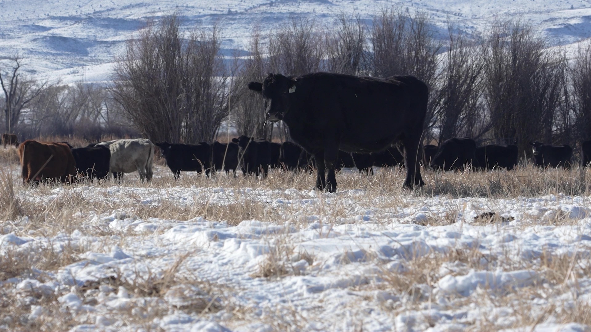 Montana cows