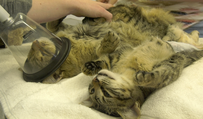 Butte Spay and Neuter Task Force 