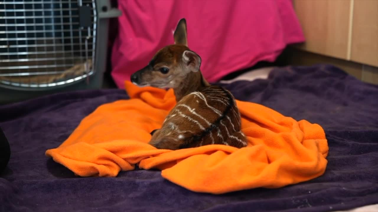 Metro Richmond Zoo winter 06.jpg