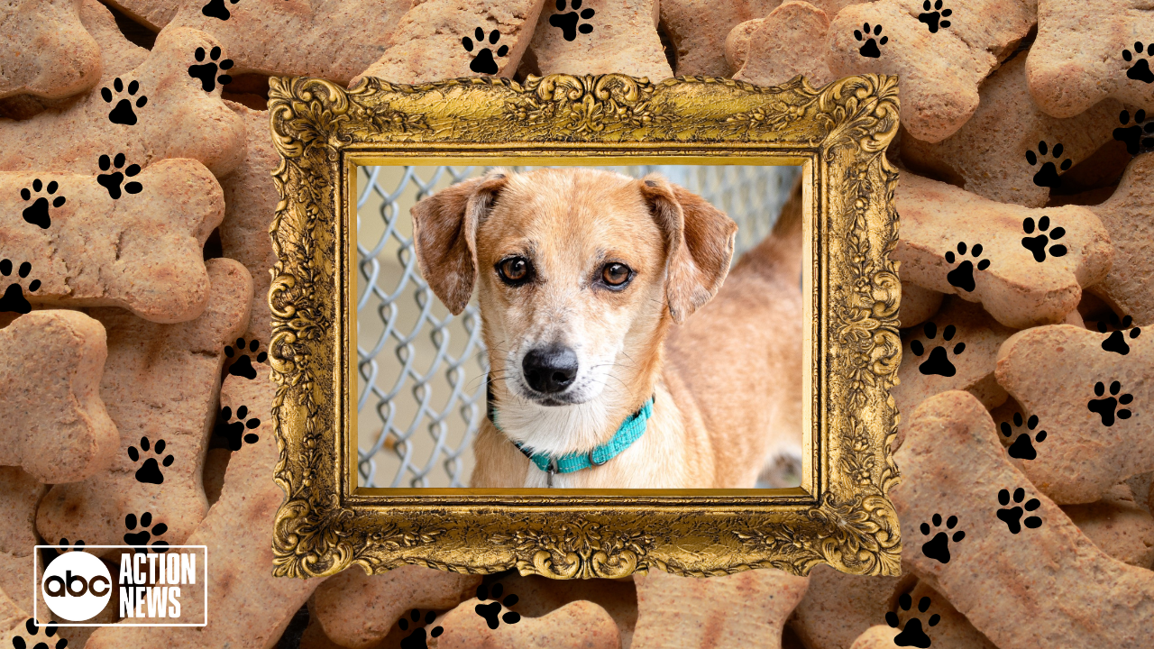 Rescues in Action | Amoroso