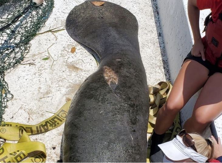 injured manatee.JPG