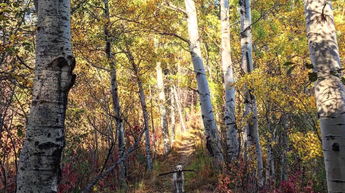 Weather Wise: Fall Colors